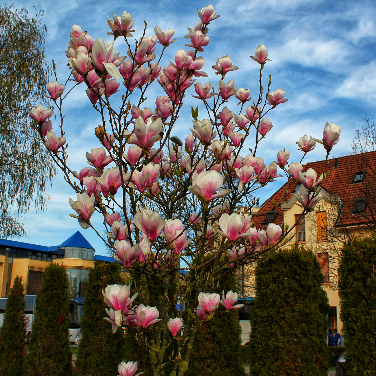 The best garden trees to add thousands to your property value